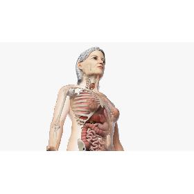 Elder Female Skin, Skeleton And Organs Rigged 3D model